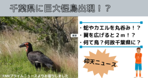 4つ目のカモシカ まるでシシ神さま 神の使いでは 柳津虚空蔵尊にて撮影 くりぼうログ